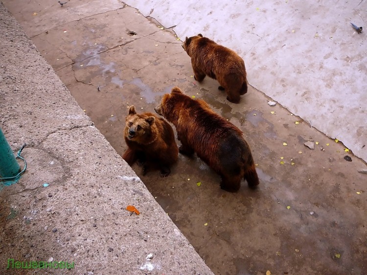 2007 год Китай Пекин Beijing Zoo Пекинский зоопарк - 2007.06.20 Зоопарк 032.JPG