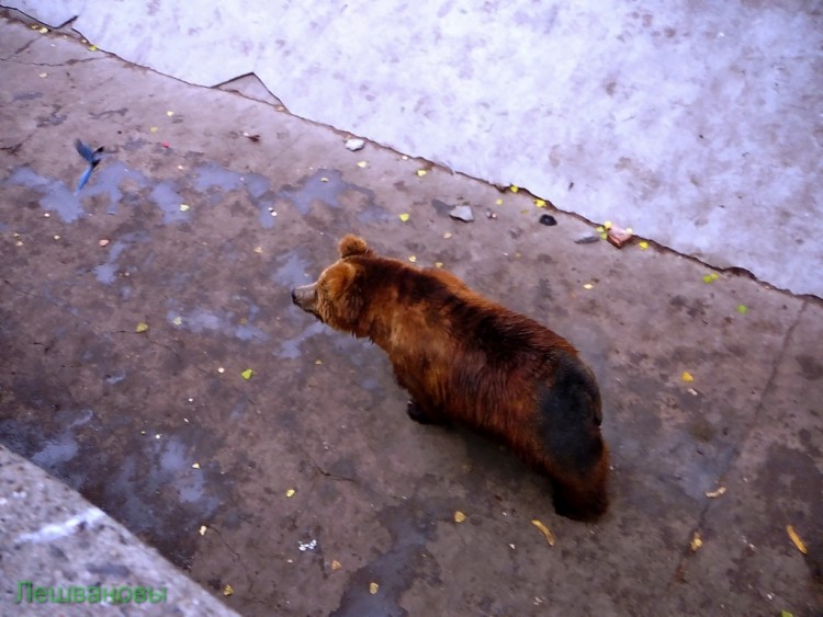 2007 год Китай Пекин Beijing Zoo Пекинский зоопарк - 2007.06.20 Зоопарк 033.JPG