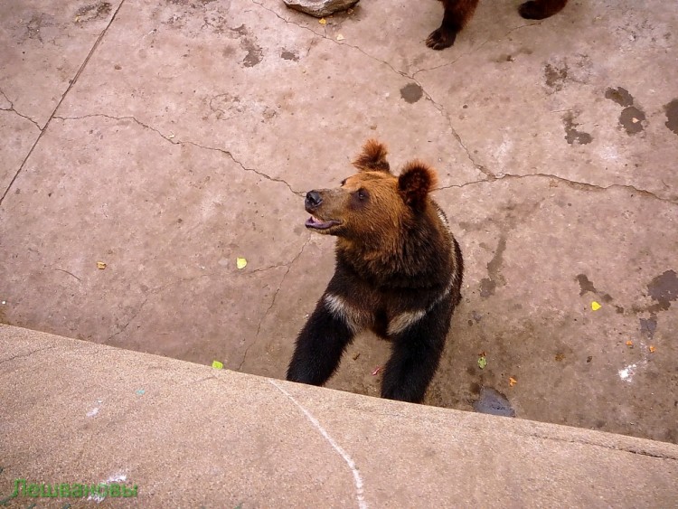 2007 год Китай Пекин Beijing Zoo Пекинский зоопарк - 2007.06.20 Зоопарк 035.JPG