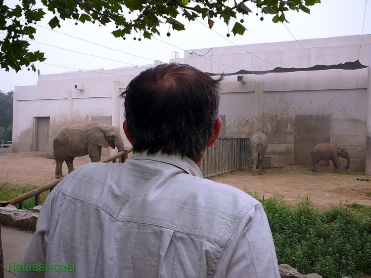 2007 год Китай Пекин Beijing Zoo Пекинский зоопарк - 2007.06.20 Зоопарк 047.JPG