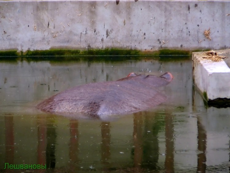 2007 год Китай Пекин Beijing Zoo Пекинский зоопарк - 2007.06.20 Зоопарк 048.JPG