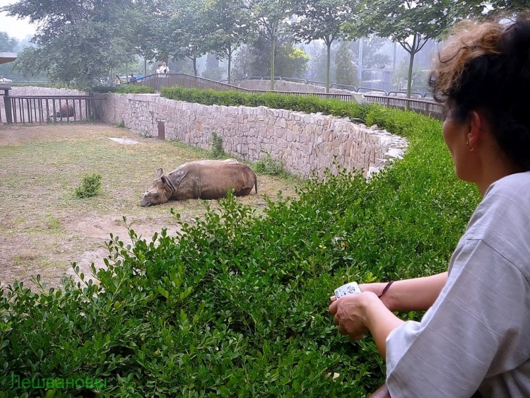 2007 год Китай Пекин Beijing Zoo Пекинский зоопарк - 2007.06.20 Зоопарк 052.JPG