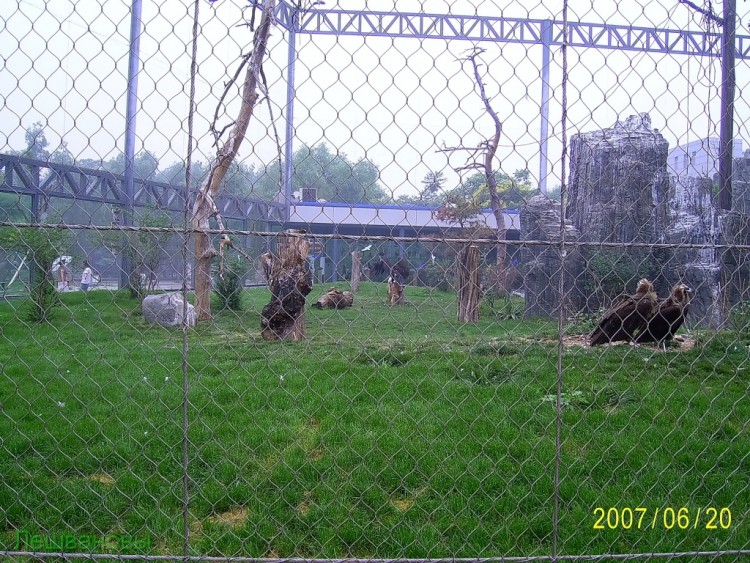 2007 год Китай Пекин Beijing Zoo Пекинский зоопарк - 2007.06.20 Зоопарк 055.JPG