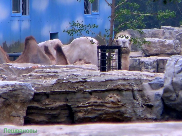 2007 год Китай Пекин Beijing Zoo Пекинский зоопарк - 2007.06.20 Зоопарк 060.JPG