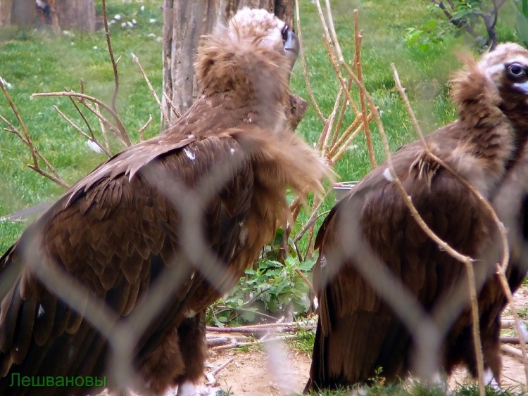 2007 год Китай Пекин Beijing Zoo Пекинский зоопарк - 2007.06.20 Зоопарк 061.JPG