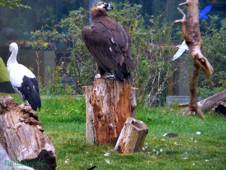 2007 год Китай Пекин Beijing Zoo Пекинский зоопарк - 2007.06.20 Зоопарк 067.JPG