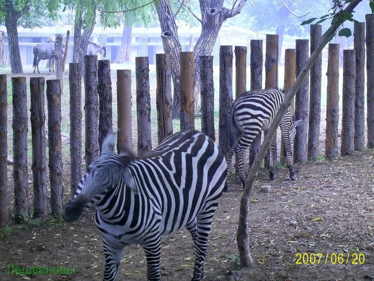 2007 год Китай Пекин Beijing Zoo Пекинский зоопарк - 2007.06.20 Зоопарк 068.JPG