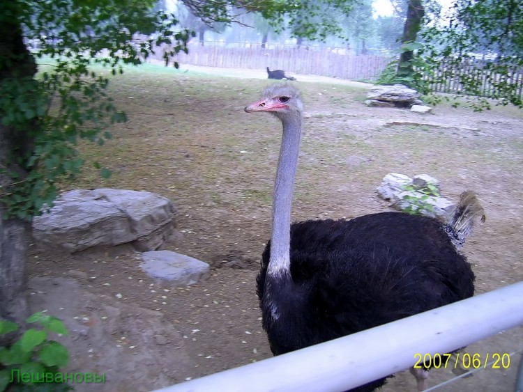 2007 год Китай Пекин Beijing Zoo Пекинский зоопарк - 2007.06.20 Зоопарк 072.JPG