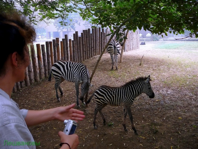 2007 год Китай Пекин Beijing Zoo Пекинский зоопарк - 2007.06.20 Зоопарк 073.JPG