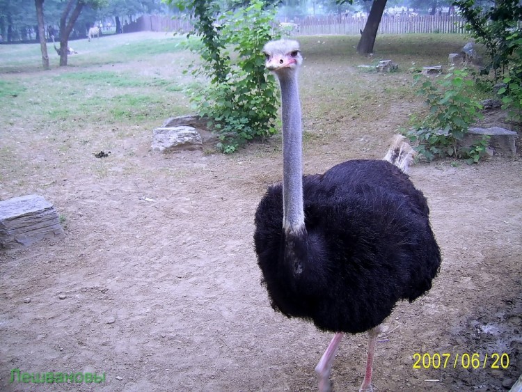 2007 год Китай Пекин Beijing Zoo Пекинский зоопарк - 2007.06.20 Зоопарк 074.JPG