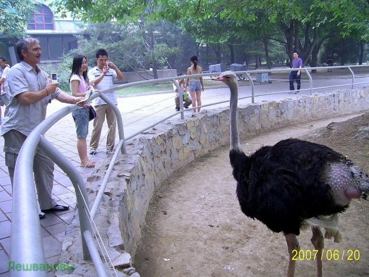 2007 год Китай Пекин Beijing Zoo Пекинский зоопарк - 2007.06.20 Зоопарк 079.JPG