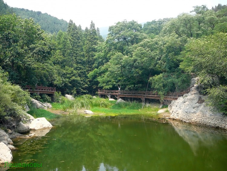 2007 год Китай Пекин Botanical Garden Ботанический сад - 18  2007.06.21 Ботанический сад 071.JPG