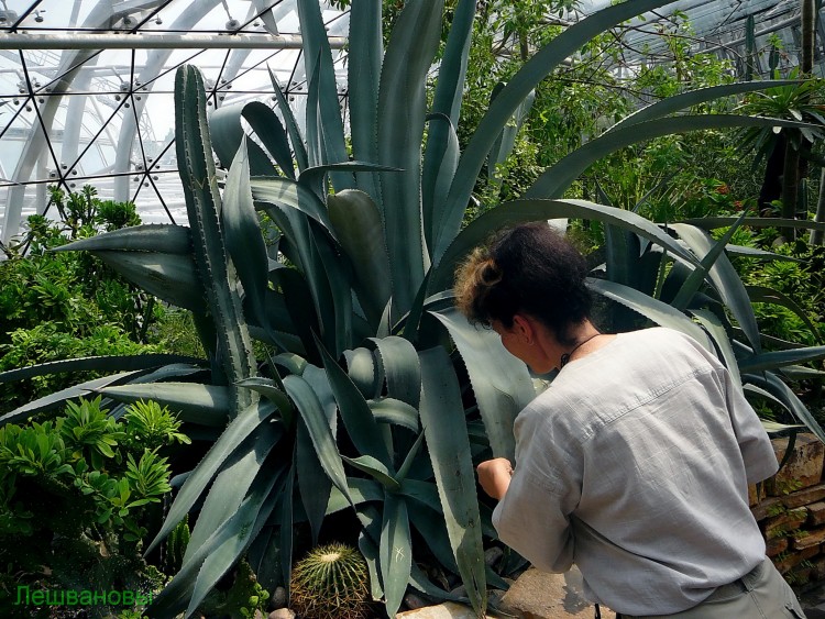 2007 год Китай Пекин Botanical Garden Ботанический сад - 18  2007.06.21 Ботанический сад 117.JPG