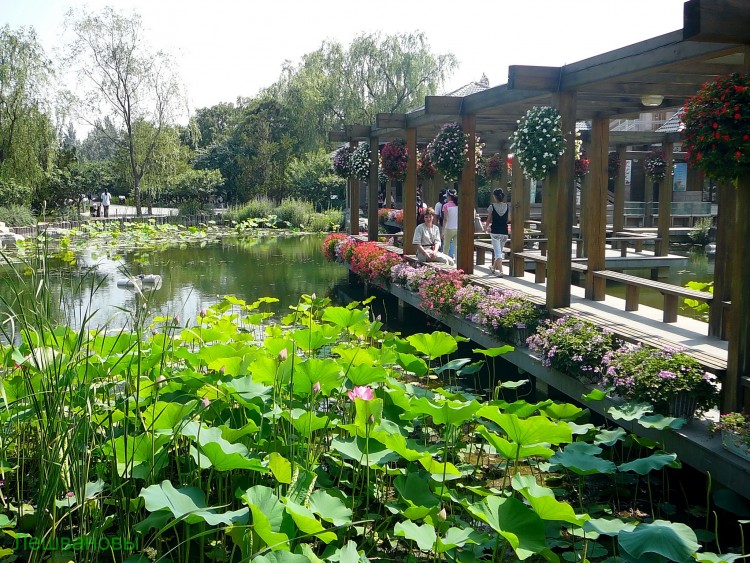 2007 год Китай Пекин Botanical Garden Ботанический сад - 18  2007.06.21 Ботанический сад 203.JPG