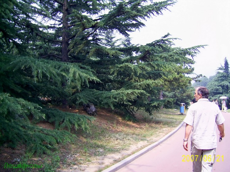 2007 год Китай Пекин Botanical Garden Ботанический сад - 18  2007.06.21 Ботанический сад 219.JPG