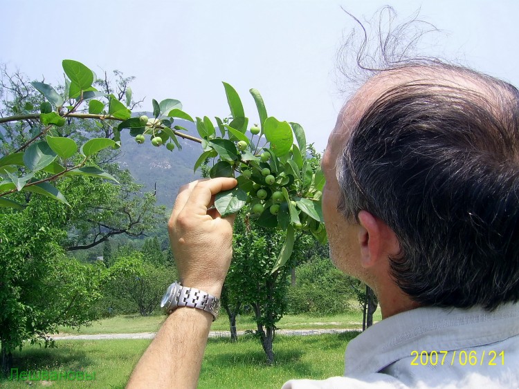 2007 год Китай Пекин Botanical Garden Ботанический сад - 18  2007.06.21 Ботанический сад 262.JPG