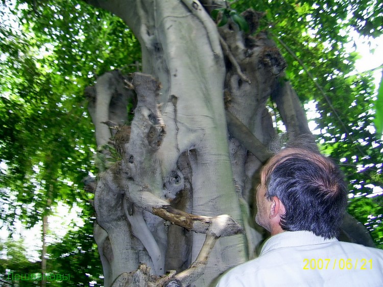 2007 год Китай Пекин Botanical Garden Ботанический сад - 18  2007.06.21 Ботанический сад 268.JPG