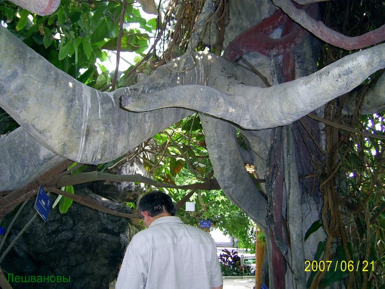 2007 год Китай Пекин Botanical Garden Ботанический сад - 18  2007.06.21 Ботанический сад 292.JPG