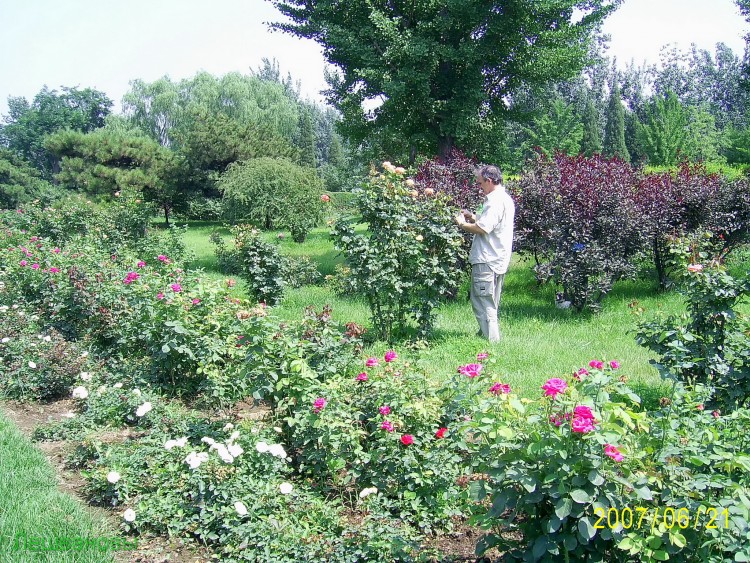 2007 год Китай Пекин Botanical Garden Ботанический сад - 18  2007.06.21 Ботанический сад 334.JPG