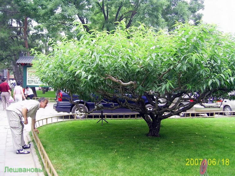 2007 год Китай Пекин Ихэюань Летний императорский дворец - 10  2007.06.18 Летний дворец 106