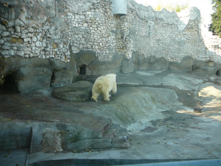 2007.09.19 МОСКВА Мы в Московском Зоопарке - 22  2007.09.19 Зоопарк 038