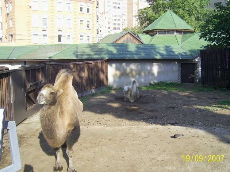 2007.09.19 МОСКВА Мы в Московском Зоопарке - 22  2007.09.19 Зоопарк 102