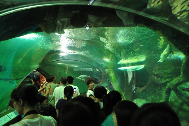 2010 год 04.08 Китай Шанхай Shanghai Ocean Aquarium - 11 2010 08.04 Китай Шанхай Shanghai Ocean Aquarium 042.JPG