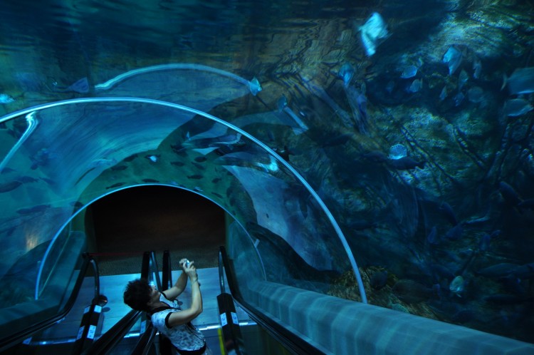 2010 год 04.08 Китай Шанхай Shanghai Ocean Aquarium - 11 2010 08.04 Китай Шанхай Shanghai Ocean Aquarium 053.JPG