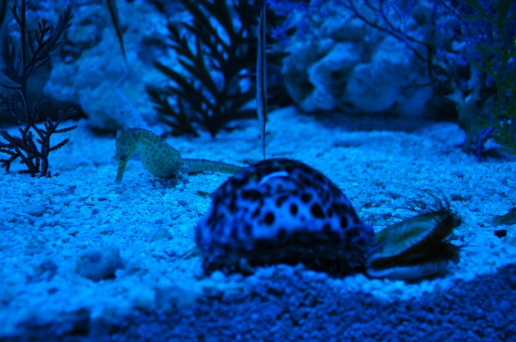 2010 год 04.08 Китай Шанхай Shanghai Ocean Aquarium - 11 2010 08.04 Китай Шанхай Shanghai Ocean Aquarium 081.JPG