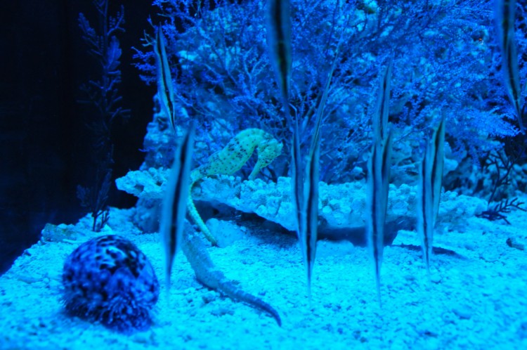 2010 год 04.08 Китай Шанхай Shanghai Ocean Aquarium - 11 2010 08.04 Китай Шанхай Shanghai Ocean Aquarium 082.JPG