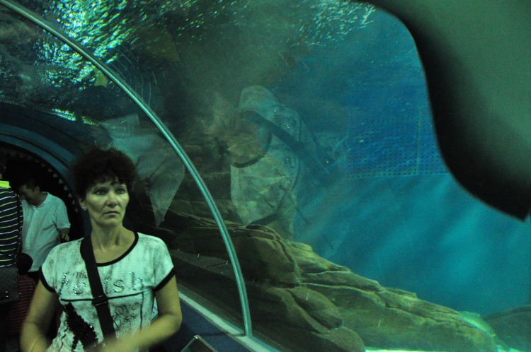 2010 год 04.08 Китай Шанхай Shanghai Ocean Aquarium - 11 2010 08.04 Китай Шанхай Shanghai Ocean Aquarium 110.JPG