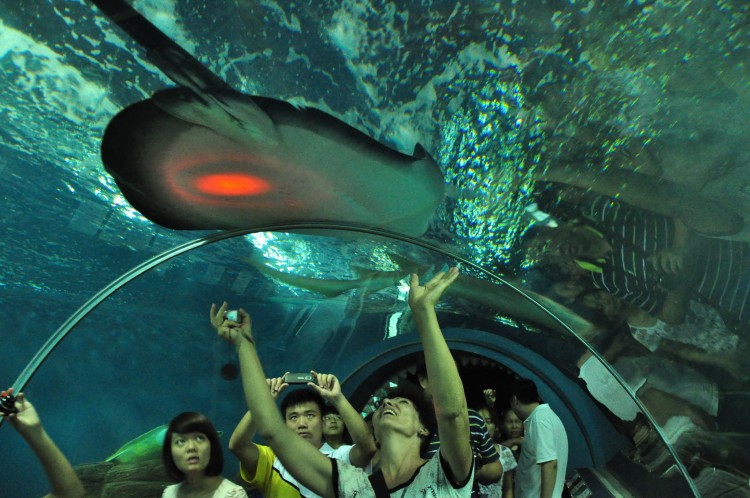 2010 год 04.08 Китай Шанхай Shanghai Ocean Aquarium - 11 2010 08.04 Китай Шанхай Shanghai Ocean Aquarium 111.JPG