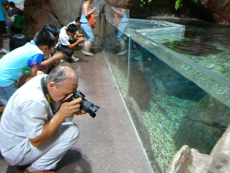 2010 год 04.08 Китай Шанхай Shanghai Ocean Aquarium - 11 2010 08.04 Китай Шанхай Shanghai Ocean Aquarium 124.JPG