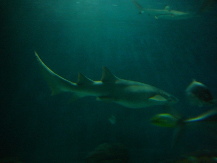 2010 год 04.08 Китай Шанхай Shanghai Ocean Aquarium - 11 2010 08.04 Китай Шанхай Shanghai Ocean Aquarium 138.JPG