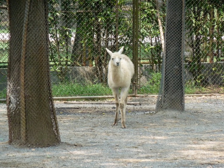 2010 год 04.08 Китай Шанхай Shanghai Wild Animal Park - 09 2010 08.04 Зоопарк 106