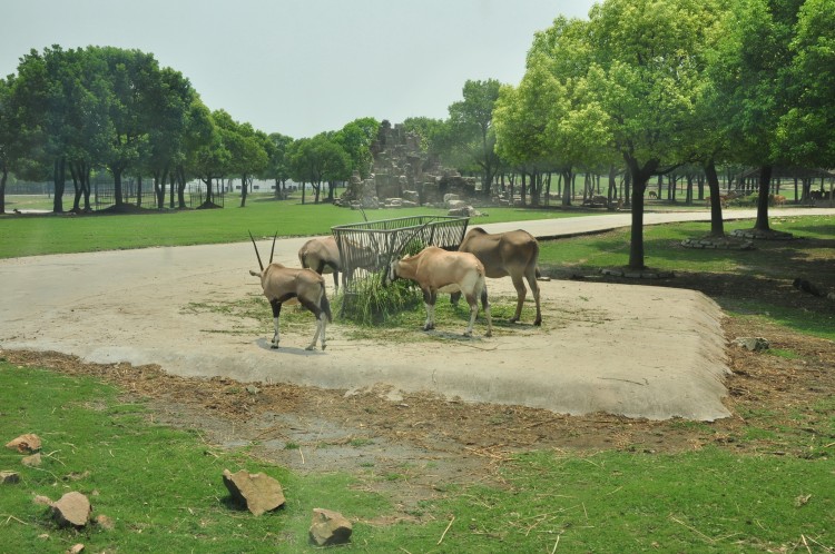 2010 год 04.08 Китай Шанхай Wild Animal Park Сафари и Панды - 08 2010 08.04 Китай Шанхай Саффари в Зоопарке 002.JPG