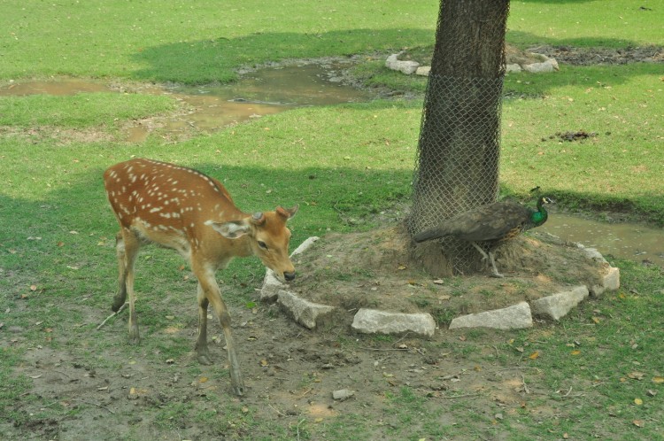 2010 год 04.08 Китай Шанхай Wild Animal Park Сафари и Панды - 08 2010 08.04 Китай Шанхай Саффари в Зоопарке 012.JPG