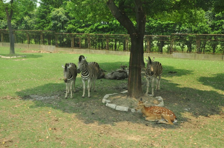 2010 год 04.08 Китай Шанхай Wild Animal Park Сафари и Панды - 08 2010 08.04 Китай Шанхай Саффари в Зоопарке 016.JPG