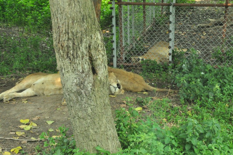 2010 год 04.08 Китай Шанхай Wild Animal Park Сафари и Панды - 08 2010 08.04 Китай Шанхай Саффари в Зоопарке 025.JPG