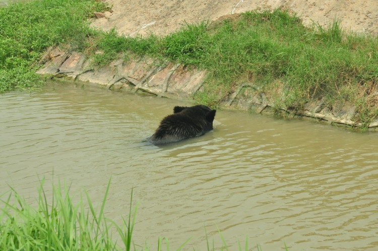 2010 год 04.08 Китай Шанхай Wild Animal Park Сафари и Панды - 08 2010 08.04 Китай Шанхай Саффари в Зоопарке 033.JPG