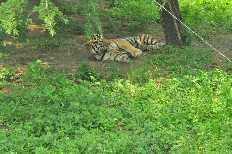 2010 год 04.08 Китай Шанхай Wild Animal Park Сафари и Панды - 08 2010 08.04 Китай Шанхай Саффари в Зоопарке 042.JPG