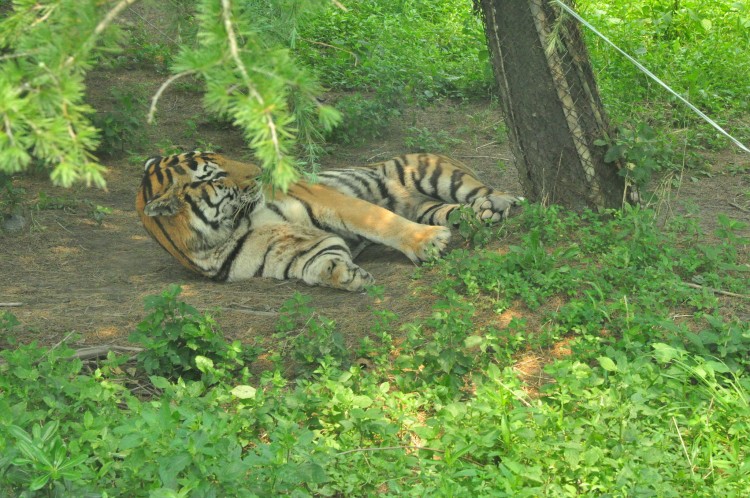 2010 год 04.08 Китай Шанхай Wild Animal Park Сафари и Панды - 08 2010 08.04 Китай Шанхай Саффари в Зоопарке 043.JPG