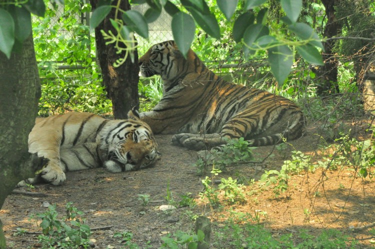 2010 год 04.08 Китай Шанхай Wild Animal Park Сафари и Панды - 08 2010 08.04 Китай Шанхай Саффари в Зоопарке 048.JPG