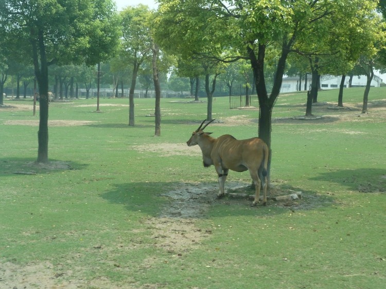 2010 год 04.08 Китай Шанхай Wild Animal Park Сафари и Панды - 08 2010 08.04 Китай Шанхай Саффари в Зоопарке 062.JPG