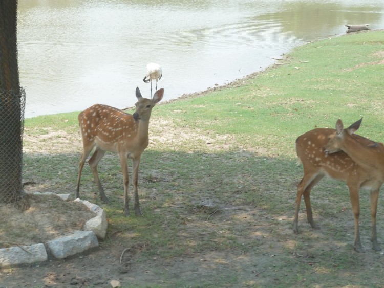 2010 год 04.08 Китай Шанхай Wild Animal Park Сафари и Панды - 08 2010 08.04 Китай Шанхай Саффари в Зоопарке 071.JPG