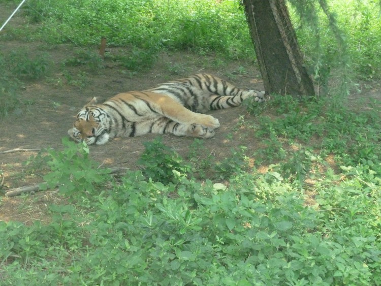 2010 год 04.08 Китай Шанхай Wild Animal Park Сафари и Панды - 08 2010 08.04 Китай Шанхай Саффари в Зоопарке 096.JPG