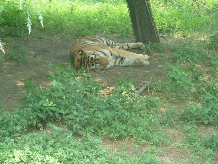 2010 год 04.08 Китай Шанхай Wild Animal Park Сафари и Панды - 08 2010 08.04 Китай Шанхай Саффари в Зоопарке 097.JPG