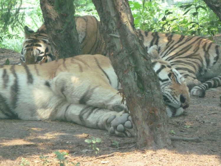 2010 год 04.08 Китай Шанхай Wild Animal Park Сафари и Панды - 08 2010 08.04 Китай Шанхай Саффари в Зоопарке 100.JPG