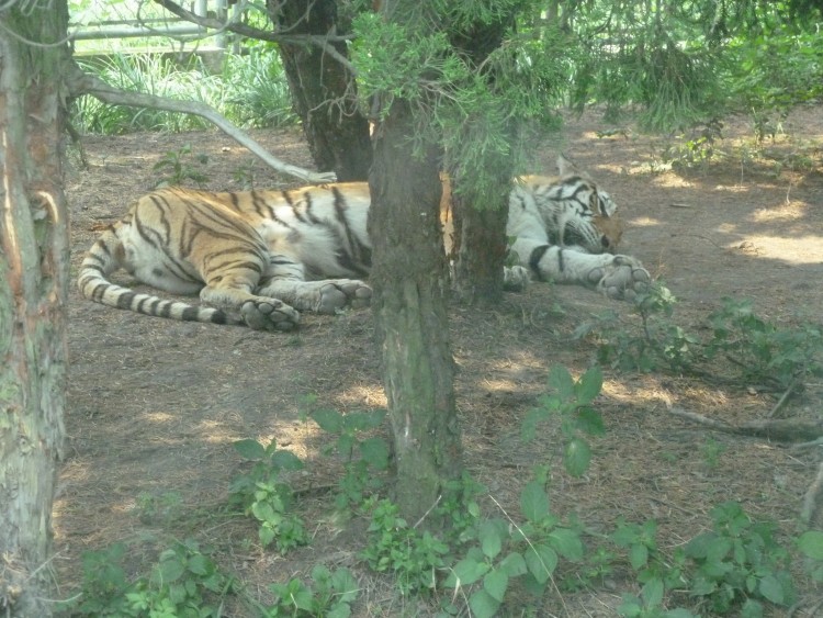 2010 год 04.08 Китай Шанхай Wild Animal Park Сафари и Панды - 08 2010 08.04 Китай Шанхай Саффари в Зоопарке 102.JPG