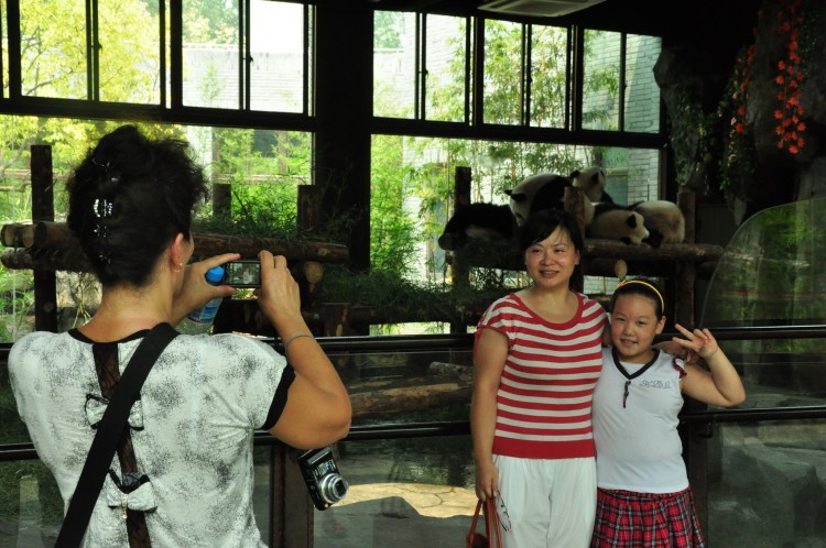 2010 год 04.08 Китай Шанхай Wild Animal Park Сафари и Панды - 10 2010 08.04 Китай Шанхай Панды Шанхайского ЗОО 019.JPG